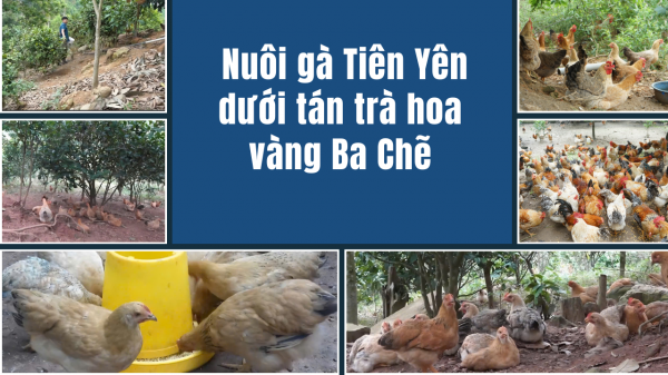 Gà Tiên Yên dưới tán trà hoa vàng, sinh kế đang đổi đời ở Ba Chẽ, Quảng Ninh